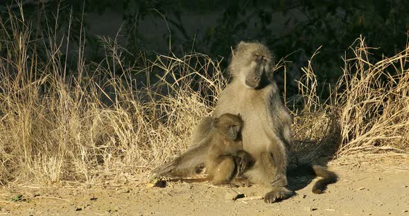 Chacma Baboon With Baby