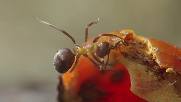 Ant Flips Slice Of Rose Hips