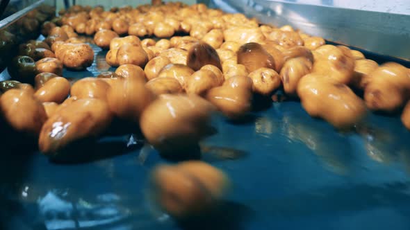 Food Plant Conveyor Moves Cleaned Potatoes in a Facility