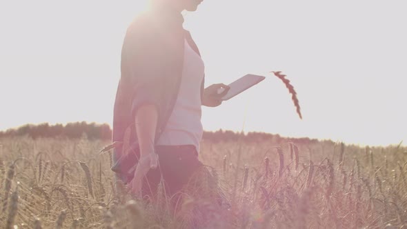 A Farmer Girl with a Tablet Computer in Her Hands Examines the Ears of Rye and Enters Data Into the