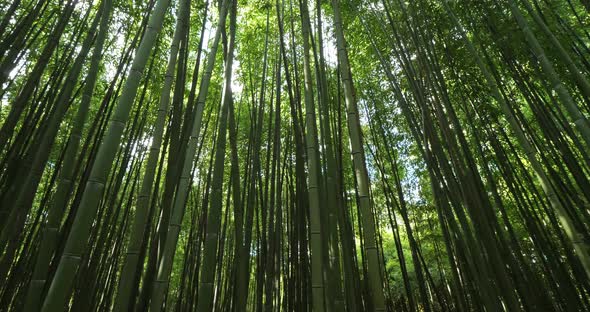 forest of exotic bamboos.