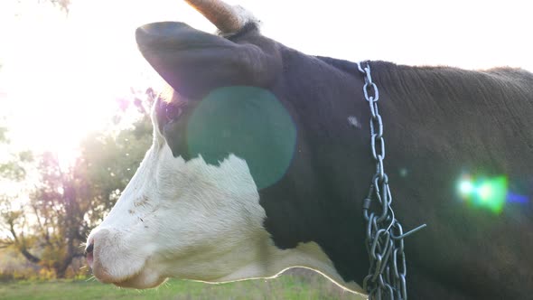 Close Up Muzzle of Curious Cow Standing at Lawn and Looking to Something