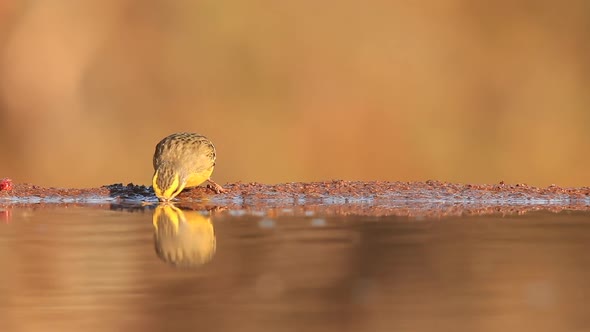 A view from a sunken photographic Mhkombe hide in the Zimanga Private game reserve on a summer day o