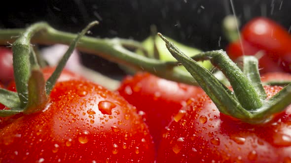 Branch of Red Ripe Tomatoes Under the Pouring Rain on a Black Background