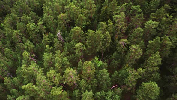Aerial flying top view over green forest. Drone shot trees countryside