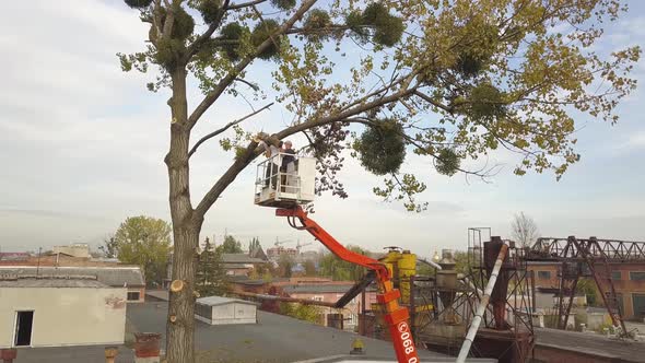 Two Male Service Workers Cutting Down Big Tree Branches with Chainsaw From High Chair Lift Platform