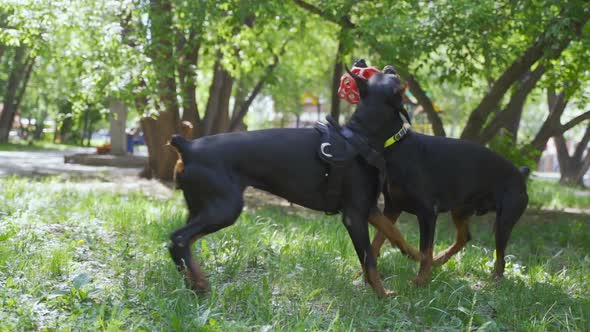 Two Cute Black Doberman Dog Playing on the Grass