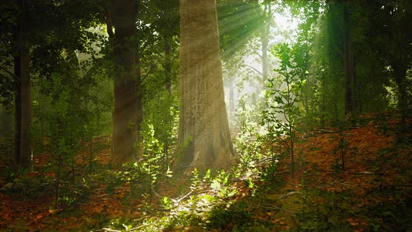 Mystical Wood in the Foggy Morning alt