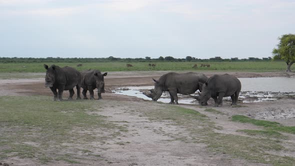 Herd of rhinos around a waterhole 