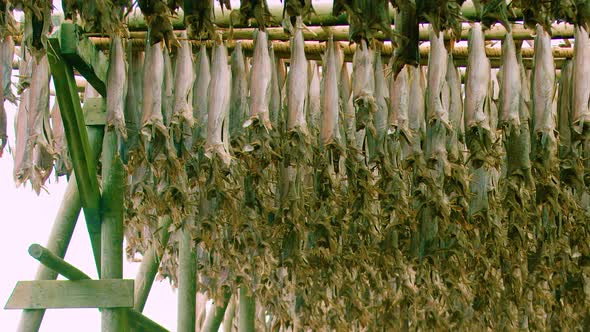 PANNING shot of thousands of cod stockfish air drying in Norway