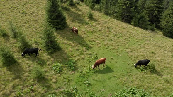 Cows on Mountains Pasture Aerial View