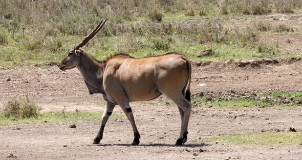 Cape Eland, taurotragus oryx, Nairobi Park in Kenya, Masai Mara Park in Kenya, Real Time 4K