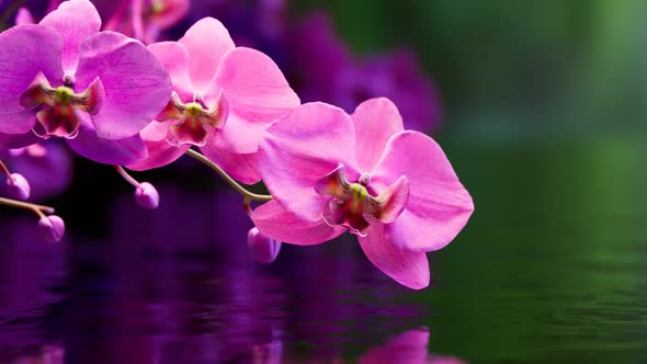 Floral background with blooming purple or pink phalaenopsis orchid. 4k HD