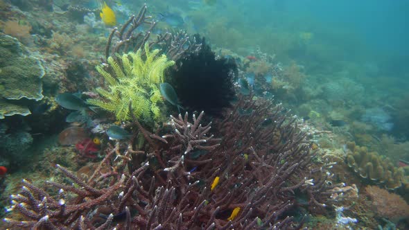 Coral Reef and Tropical Fish Underwater. Camiguin, Philippines