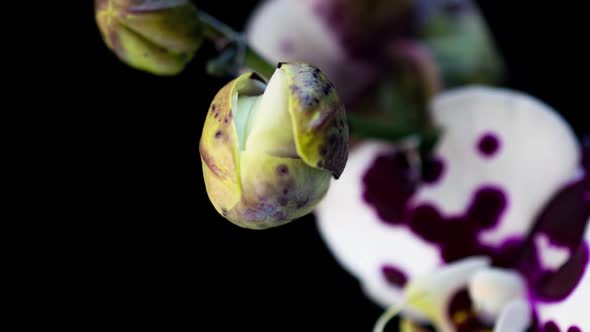 Timelapse of Opening Three Orchid Flowers  on Black Background
