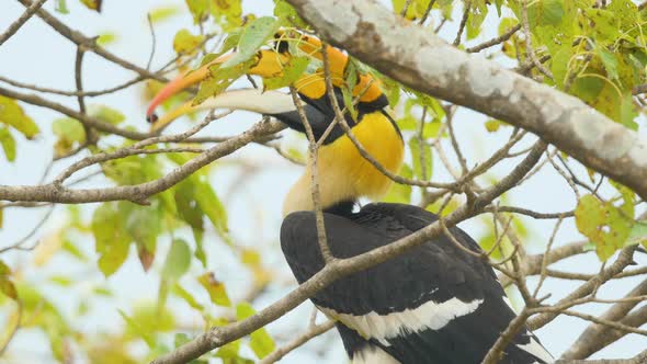 Male of Great Pied Hornbill Bird sits in a Fig Tree taking out a fig in its beak and eating it , it