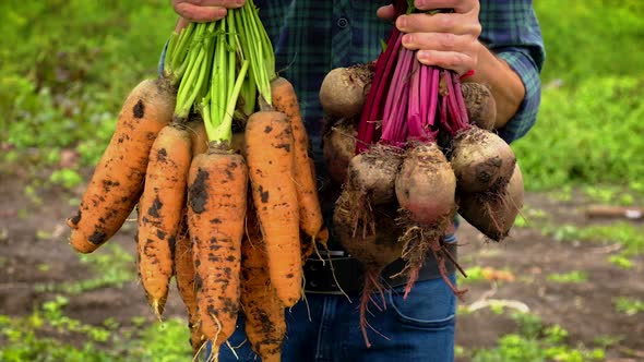 A Man Farmer Holds a Harvest of Beets and Carrots in His Hands