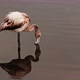 young flamingo with white plumage walks in the lake - VideoHive Item for Sale