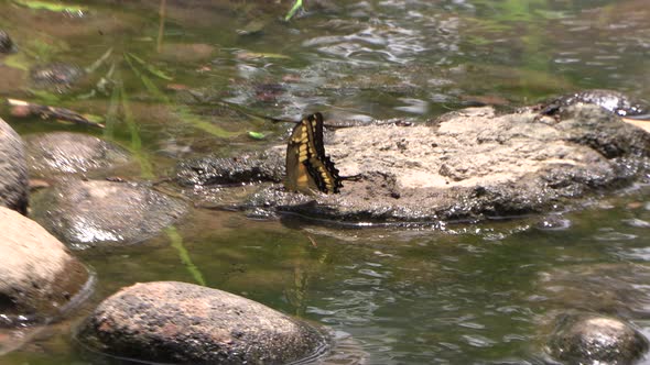 Black and yellow butterfly on a stone water in river flapping its wings Stock Footage 4k UHD 50 FPS