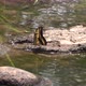 Black and yellow butterfly on a stone water in river flapping its wings Stock Footage 4k UHD 50 FPS - VideoHive Item for Sale