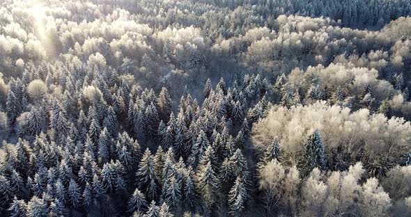 Snowflakes Sparkling in the Sunlight