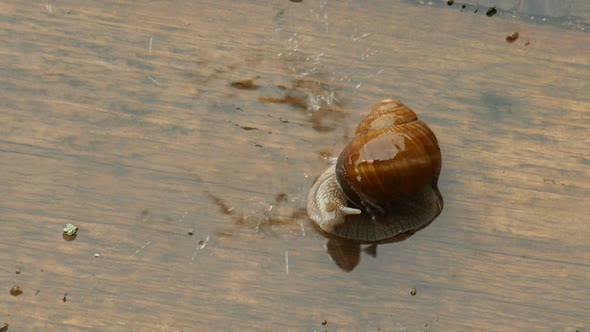 Snail Crawling Under The Heavy Rain, Gigant Snail On The Wooden Floor