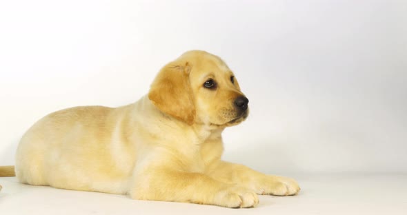 Yellow Labrador Retriever, Puppy Licking its nose on White Background, Normandy, Slow Motion 4K