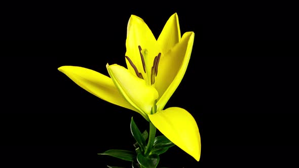 Time Lapse Lily Flower Opening