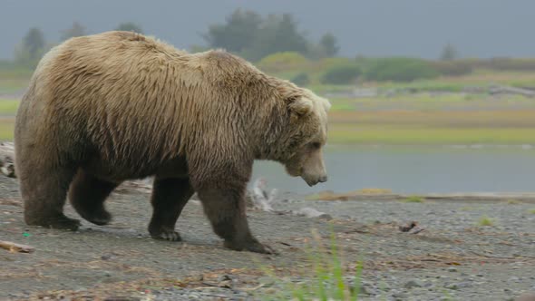 Grizzly Bear Walking Along Stream Shore