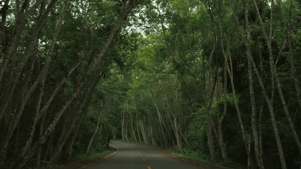 Driving In Forest