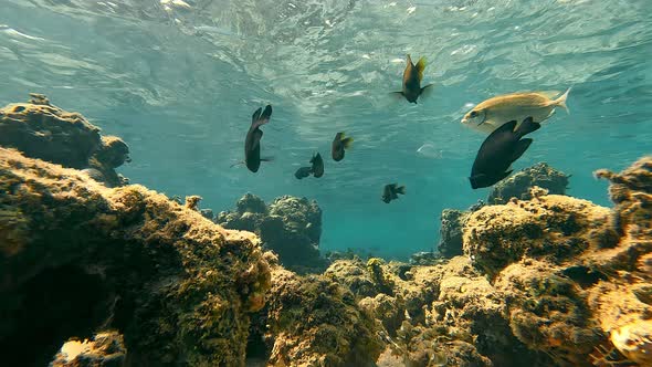 Underwater World of Shallow Water