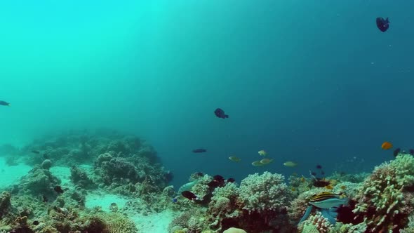 The Underwater World of a Coral Reef. Panglao, Philippines