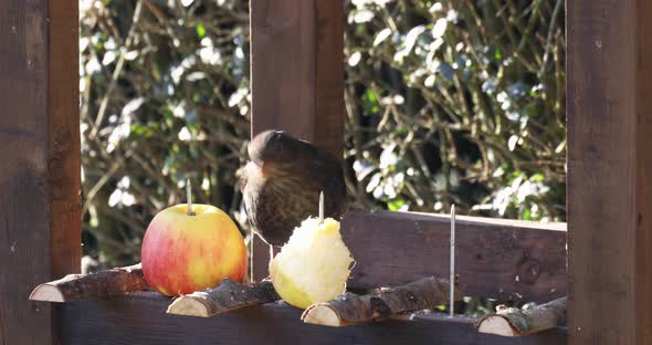 Common blackbird in bird feeder