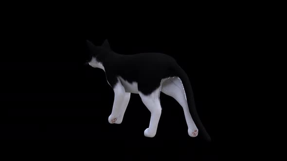 Black and White Cat Walk Back Side View alt