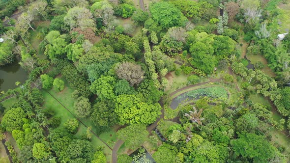 Mauritius Pamplemus Botanical Garden Top View of the Pond with Giant Water Lilies Victoria Regnal