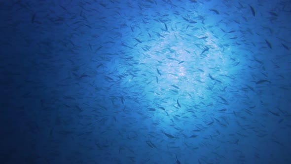 an ocean filled with small fish. filmed from below fish fish silhouettes and the sun in the backgrou