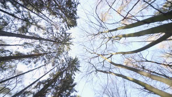 The Camera Flies Through a Forest on a Sunny Spring Day  Looks Up at the Tree Crowns