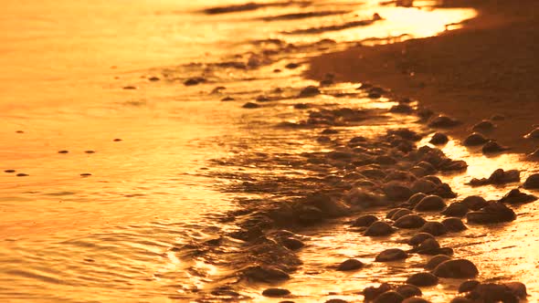 Many Dead Jellyfish on the Sandy Coast at Sunset