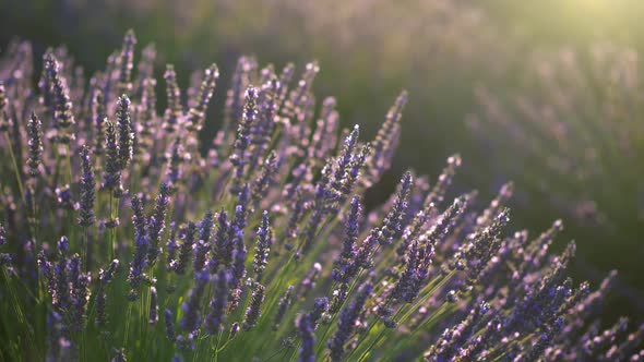 Wind Shakes Lavender Flowers at Sunset