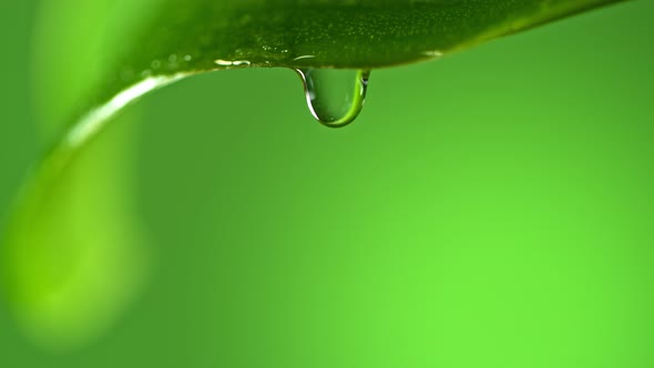 Super Slow Motion Macro Shot of Water Droplet Falling From Fresh Green Leaf at 1000Fps