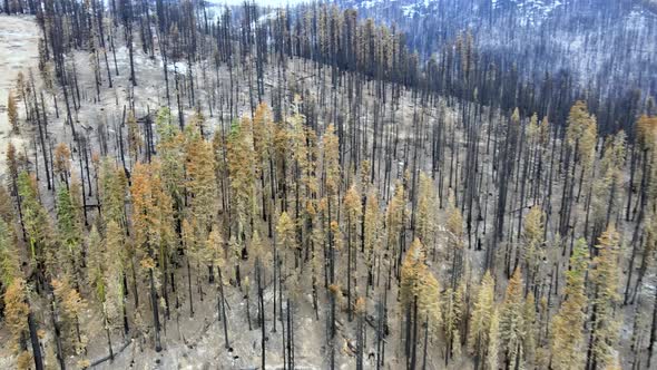 Trees after a wildfire in a mountain forest, Autumn in California. Sierra at Tahoe ski resort.