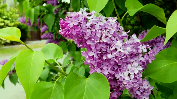 Amazing lilac lilac in the tree