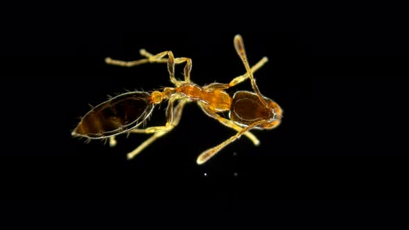 Ant Species Monomorium Floricola