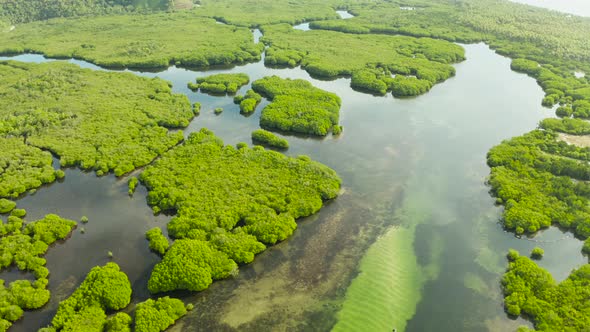 Aerial View of Mangrove Forest and River