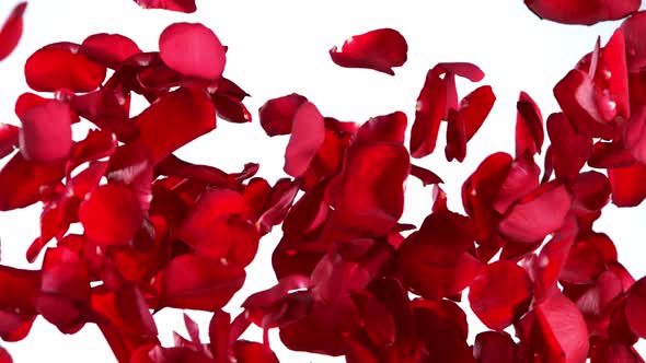 Super Slow Motion Shot of Real Red Rose Petals Explosion Isolated on White Background at 1000 Fps