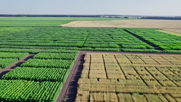 Green Cornfield in the Agricultural Garden