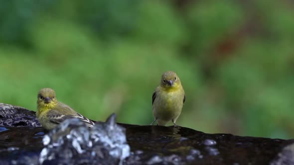 Goldfinch moves away from another splashing goldfinch