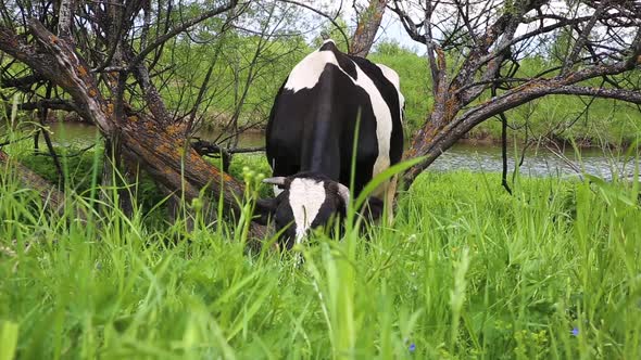 cow grazes in a pasture