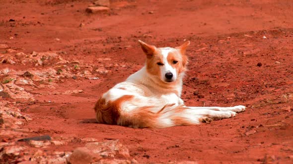 African dog lying in the dirt looking around.