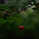 A Lone Red Cherry on a Twig with Green Leaves Dangling in the Wind - VideoHive Item for Sale
